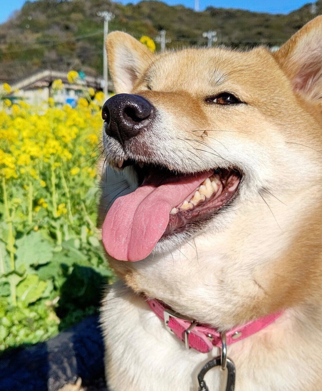 笑顔のオルカちゃん