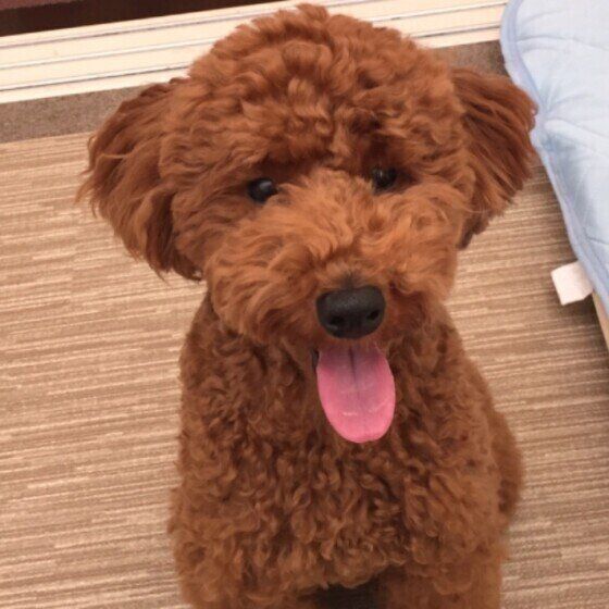 おやつ待ちしているトイ・プードル