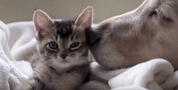 子猫とゴールデン・レトリーバー