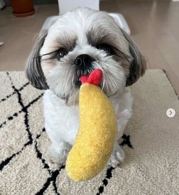 おもちゃをくわえるほっぷくん