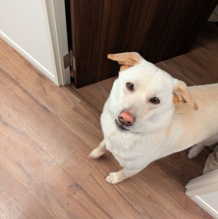 部屋のドアから半身をのぞかせ、飼い主さんを見上げるヒノくん