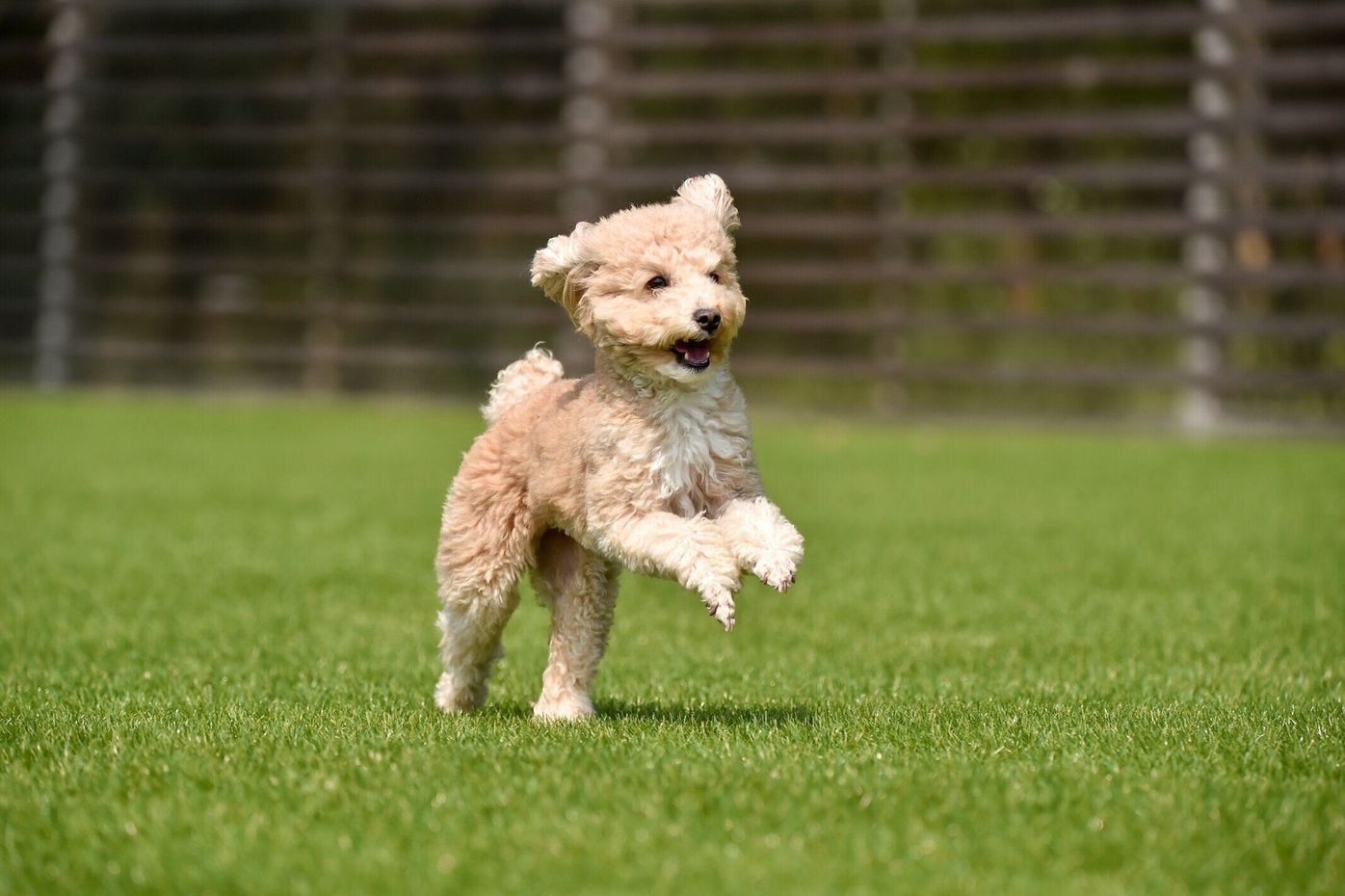 獣医師監修 犬のパテラ 膝蓋骨脱臼 の症状や治療法とグレードを解説 いぬのきもちweb Magazine