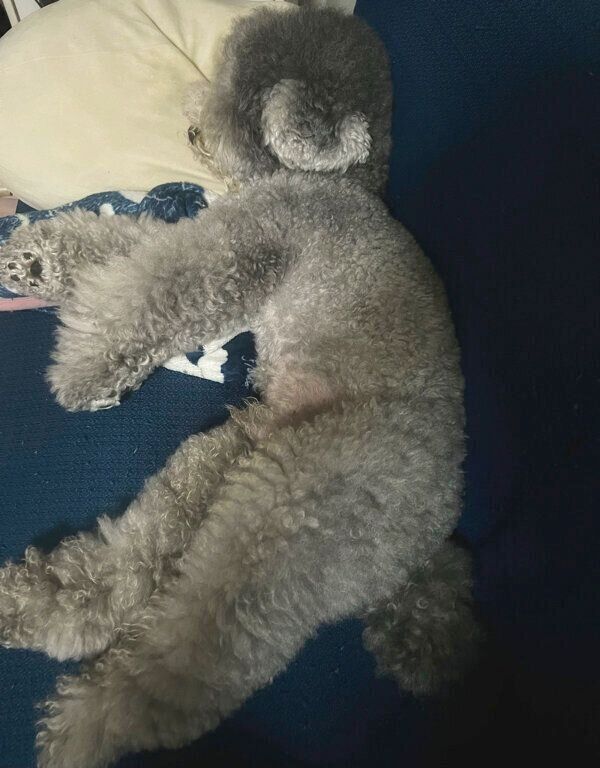 枕を使って眠る、れあるくん