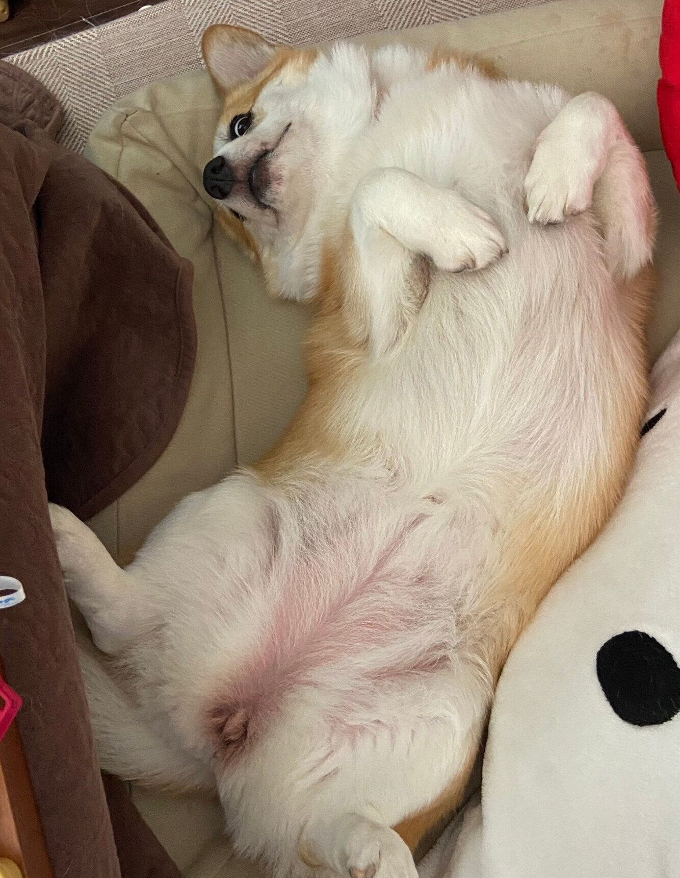 ヘソ天するLunaちゃん