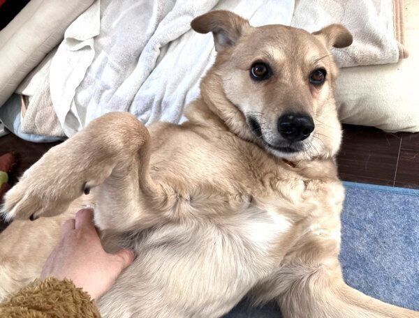 ナデナデを堪能するてんくん