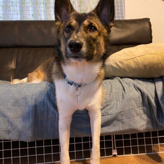 ソファでまったりするMix犬