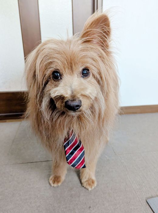 じっと飼い主を見る犬の画像