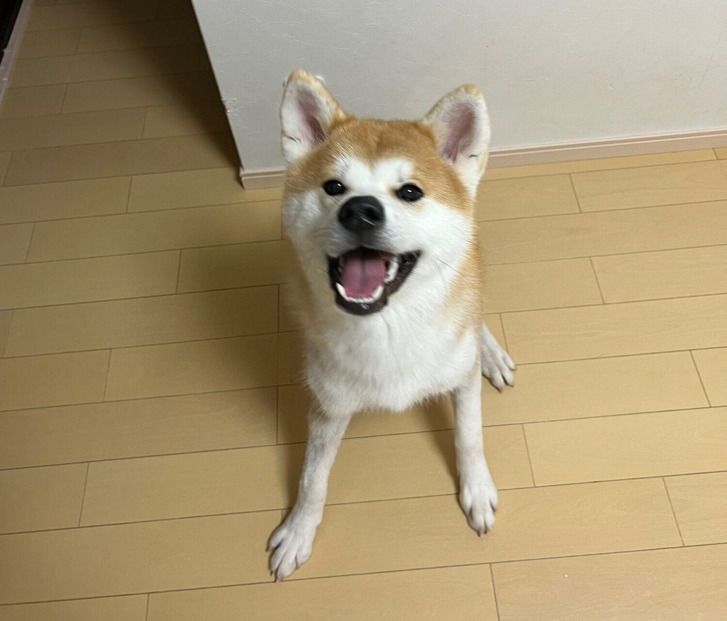 笑顔のきなこちゃん