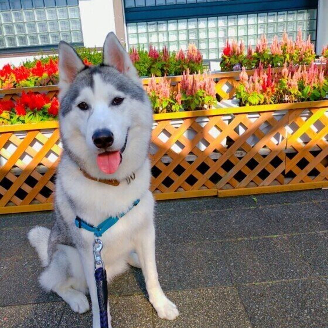 犬の去勢手術 費用の相場は 助成金 補助金が活用できる地域も いぬのきもちweb Magazine