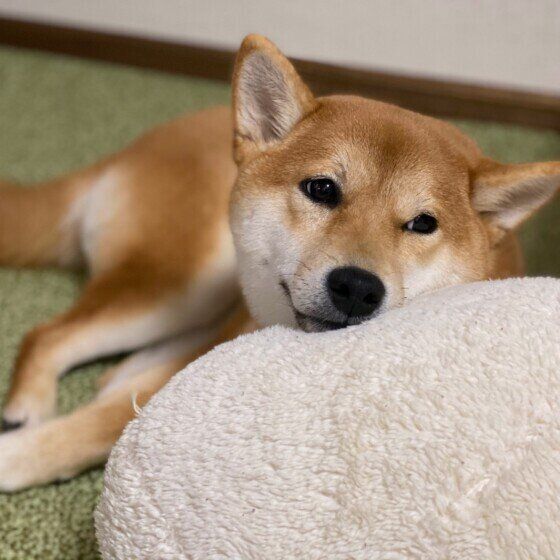 柴のゆずちゃん♪