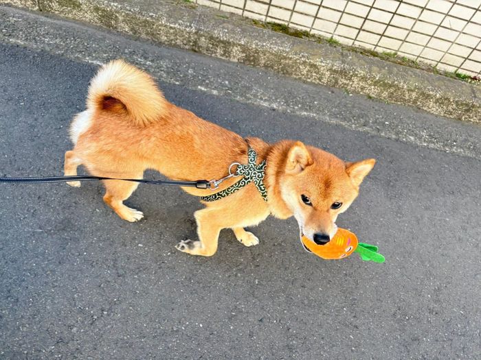 にんじんさんを運搬するべにまるくん