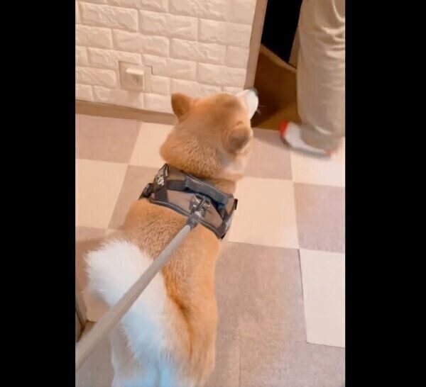 突然、スンとした態度になる栗太郎くん