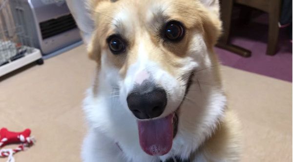 爆走するコーギー