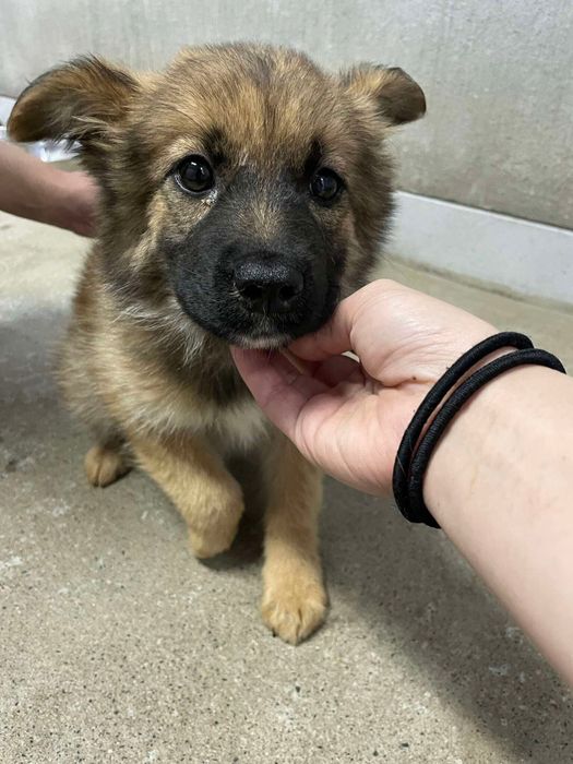 お迎え当日の犬 生後3カ月