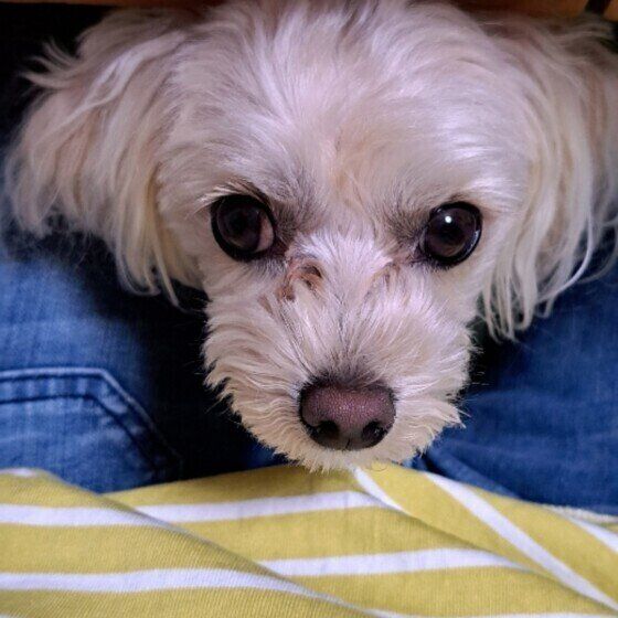 テーブルの下から顔を出す小型Mix犬