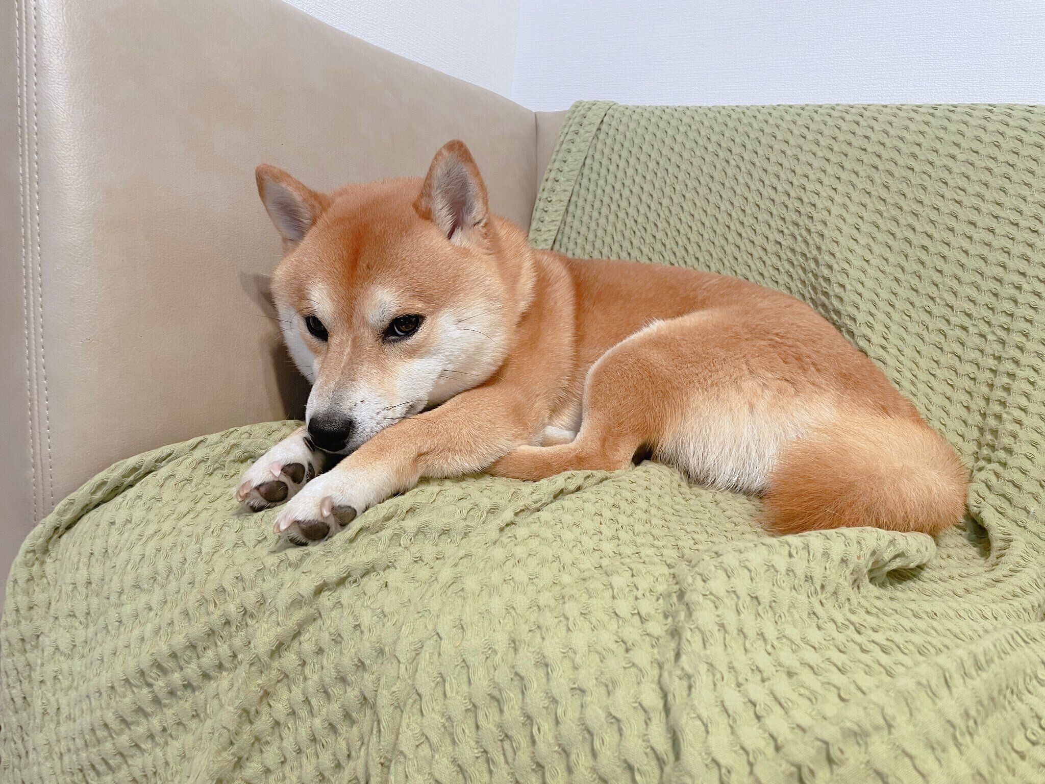 「おでかけに連れて行けなかったとき、わかりやすく拗ねる犬」