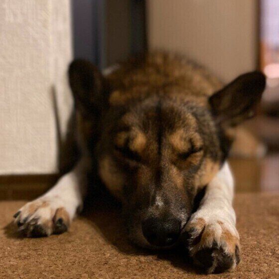 眠る犬