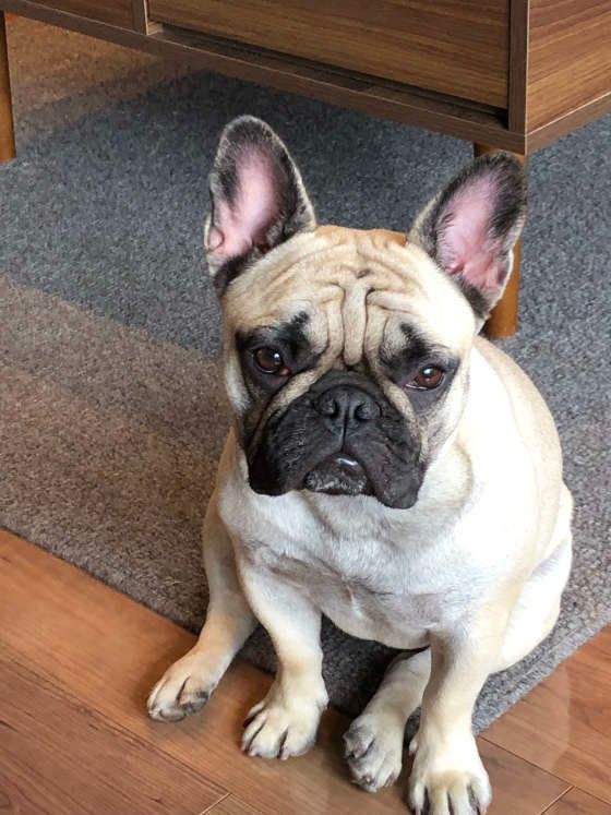 お座りするフレンチブルドック