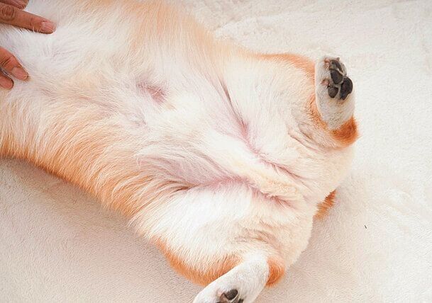 おなか側もあると便利