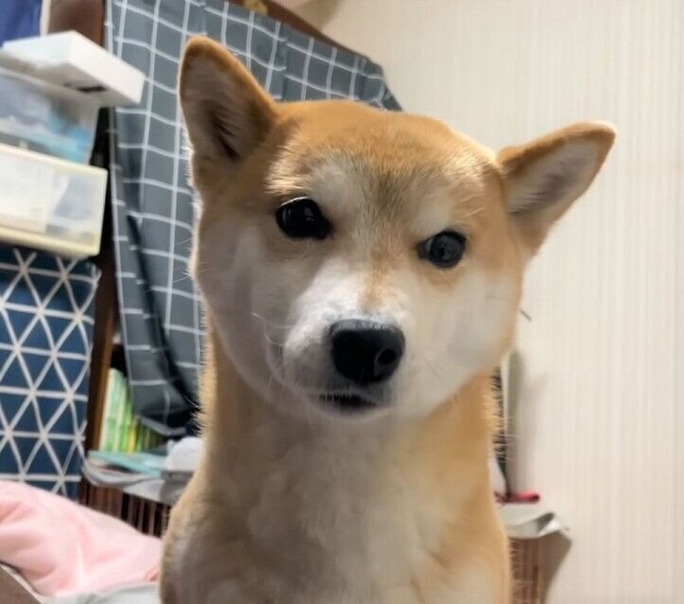 寒い日に かわいい儀式 をする柴犬 パパさんと一緒にあったまりたい いぬのきもちweb Magazine 寒い日に かわいい儀式 をする柴犬 パパさんと一緒にあったまりたい いぬのきもちweb Magazine