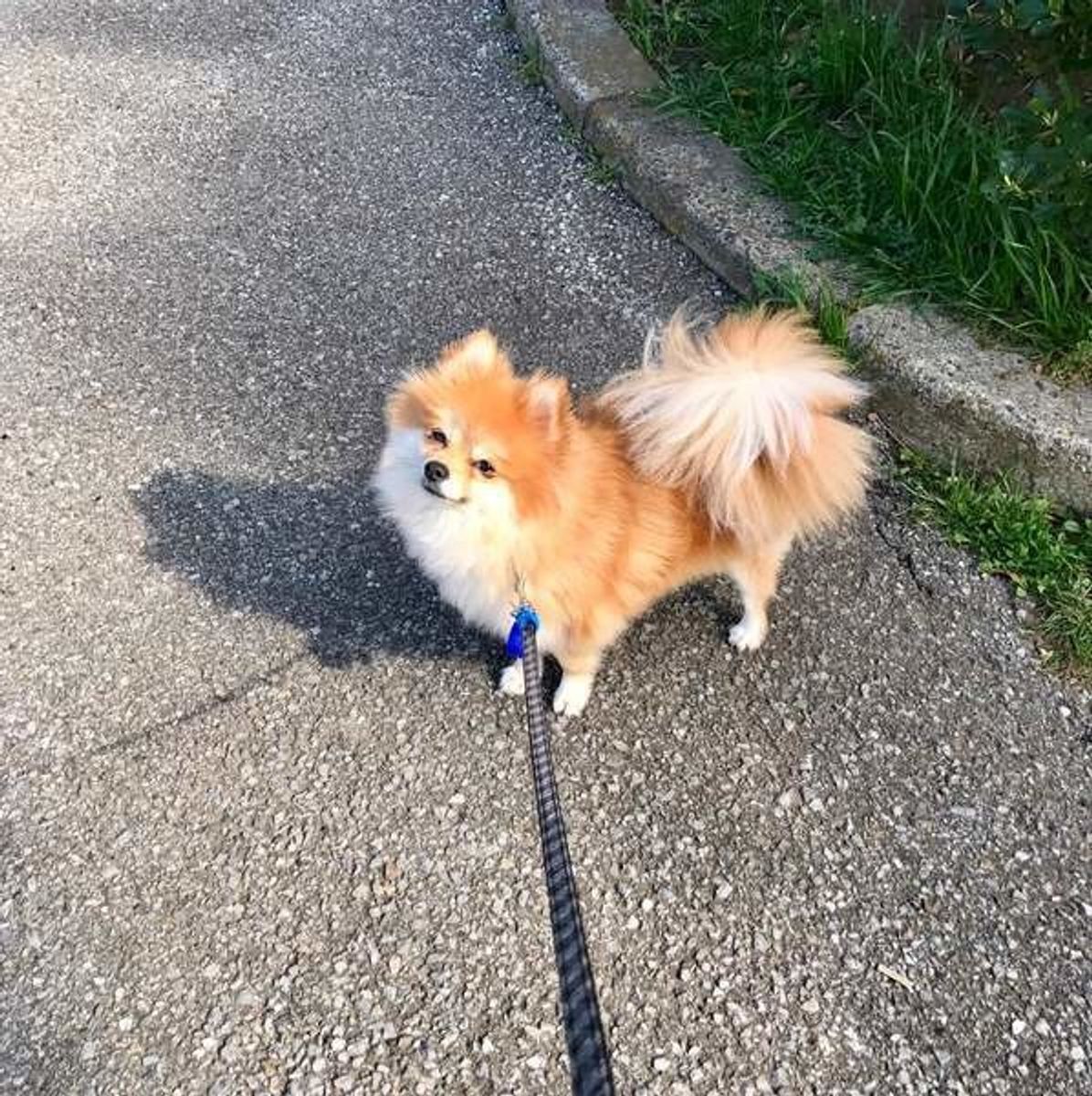 獣医師が解説 犬の心臓病 早期発見のための心得や予防法とは いぬのきもちweb Magazine 獣医師が解説 犬の心臓病 早期発見のための心得や予防法とは いぬのきもちweb Magazine