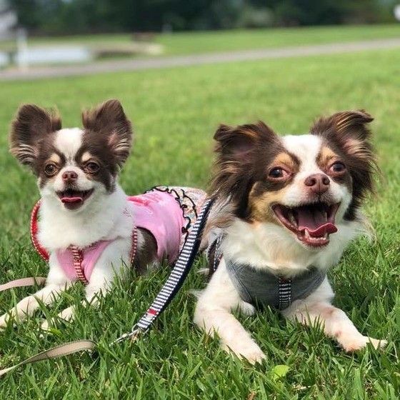 見つめるチワワ