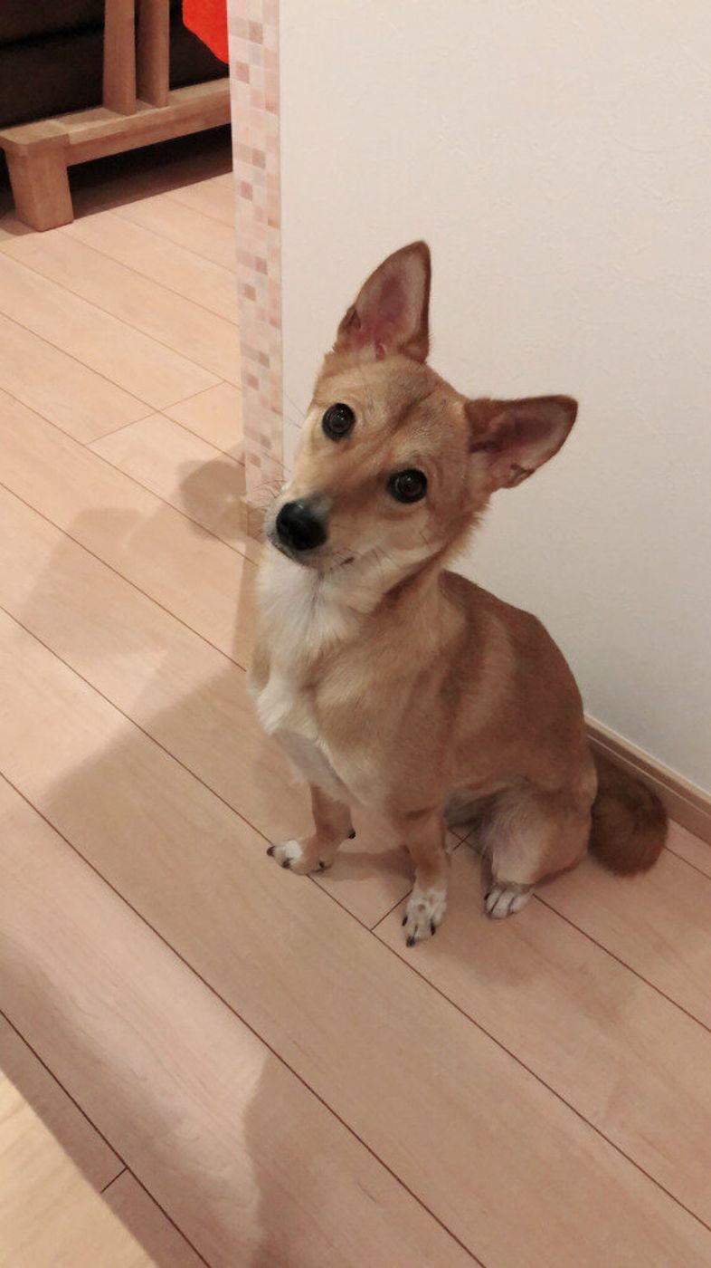 首をかしげる犬 たち その理由も可愛すぎた いぬのきもちweb Magazine 首をかしげる犬 たち その理由も可愛すぎた いぬのきもちweb Magazine
