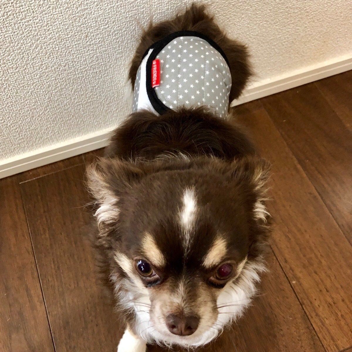 マナーベルトをまかれたチワワ