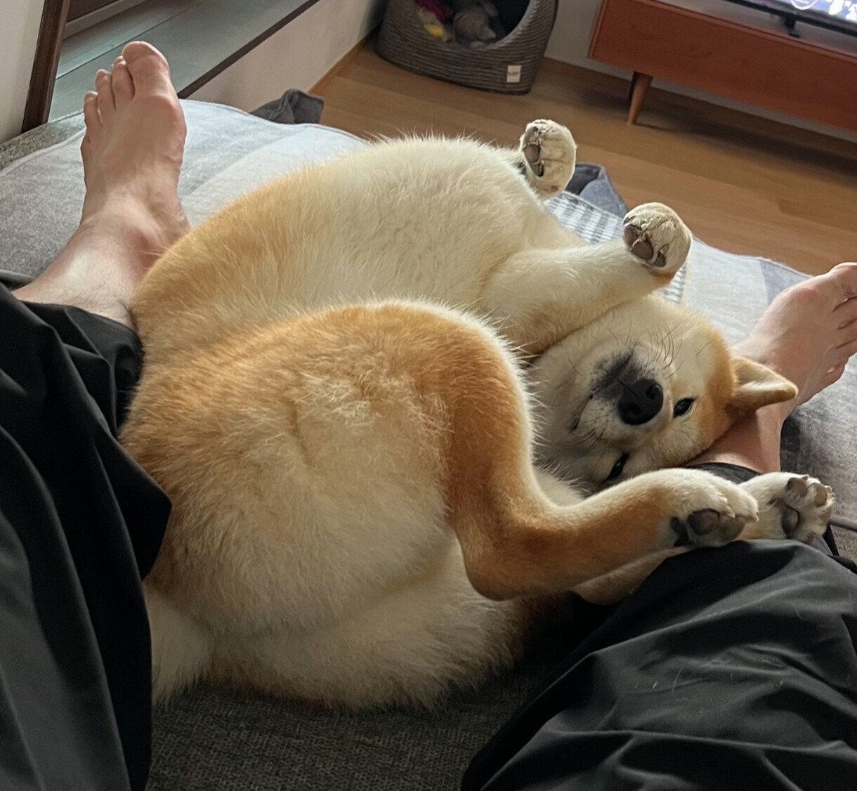 寝転がる会長さん