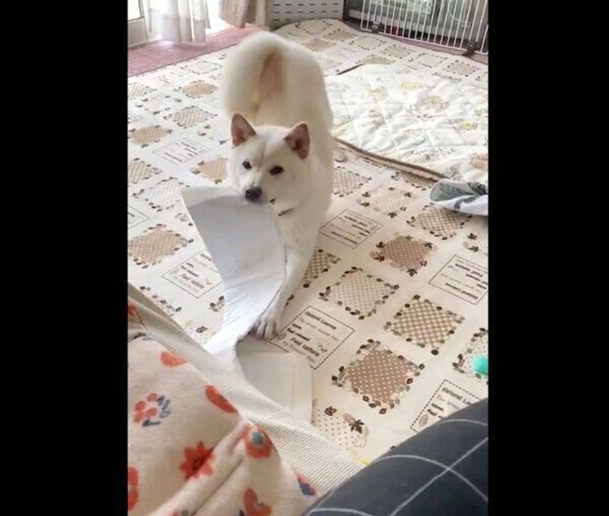 かまってくれないと大変なことになりますよ と自ら悪行を報告しに来る柴犬 その理由が可愛すぎた いぬのきもちweb Magazine かまってくれないと大変なことになりますよ と自ら悪行を報告しに来る柴犬 その理由が可愛すぎた いぬのきもちweb Magazine