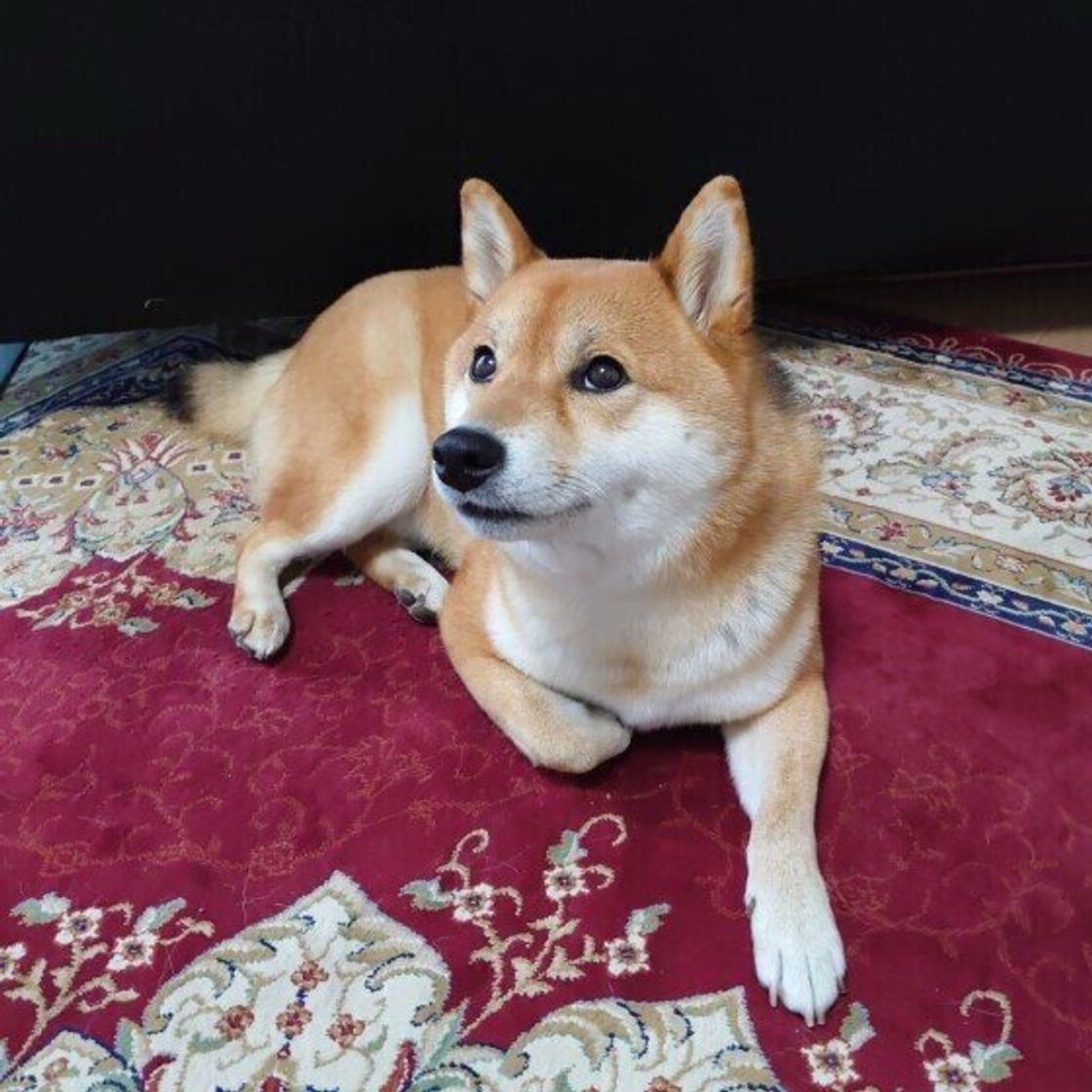 獣医師監修 犬の子宮蓄膿症 症状と治療 手術の費用やメリット デメリット いぬのきもちweb Magazine 獣医師監修 犬の子宮蓄膿症 症状と治療 手術の費用やメリット デメリット いぬのきもちweb Magazine