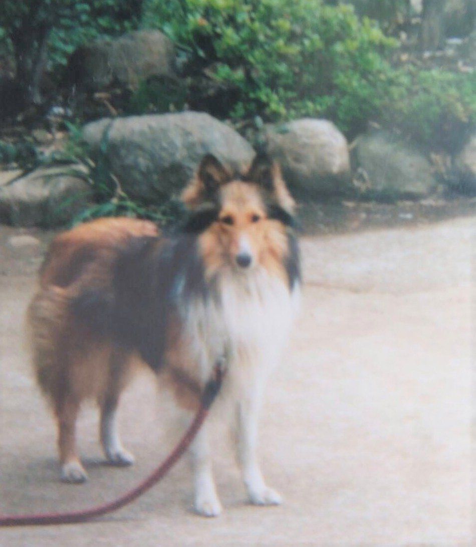 佐藤先生の愛犬・ラッキー