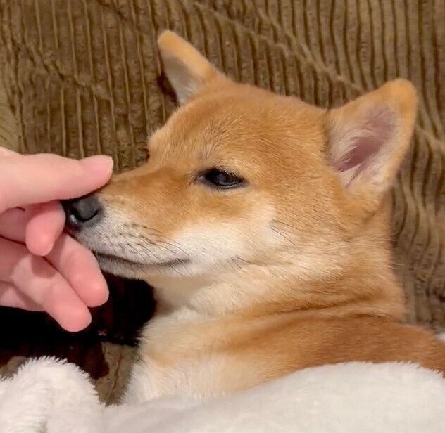 まったりするタマちゃん