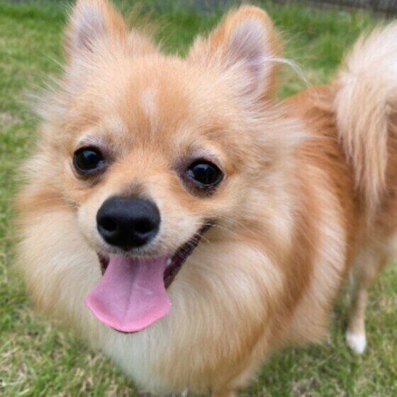 芝生の庭に立って、舌を出してカメラを見つめる茶色いポメラニアンの顔アップ