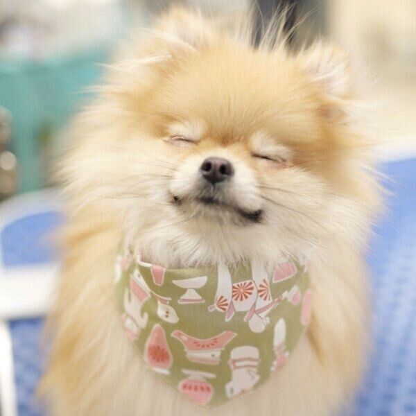 ドッグサロンのシャンプーでスッキリ爽快のなごみちゃん