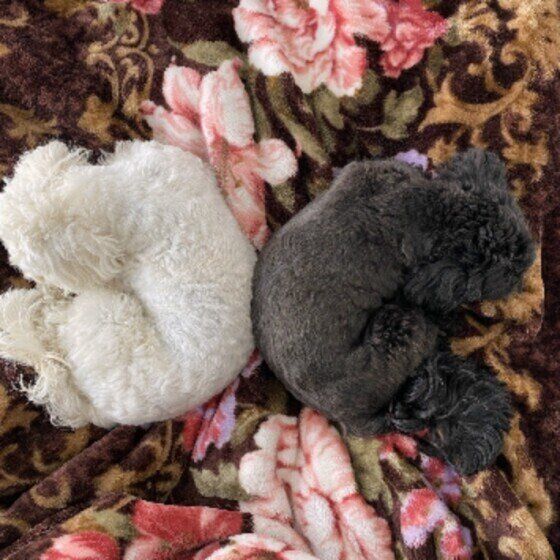 かわいい添い寝