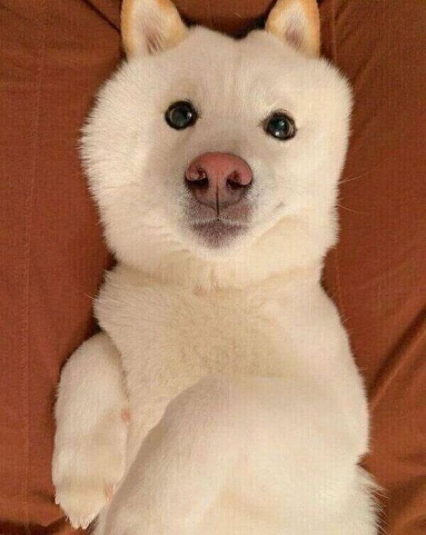 くつろぐラッキーくん