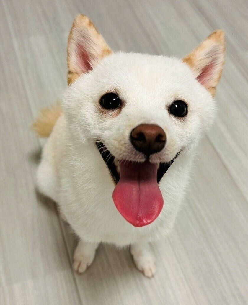 笑顔が可愛いひばりくん