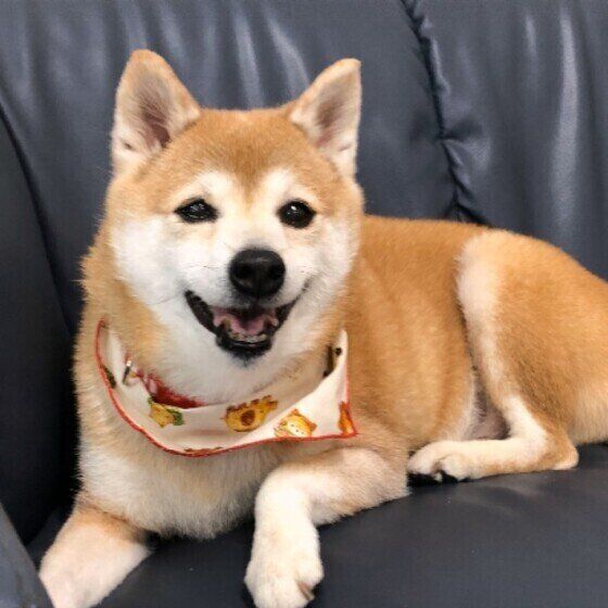 女の子らしい優しい笑顔の柴犬ちゃん♪