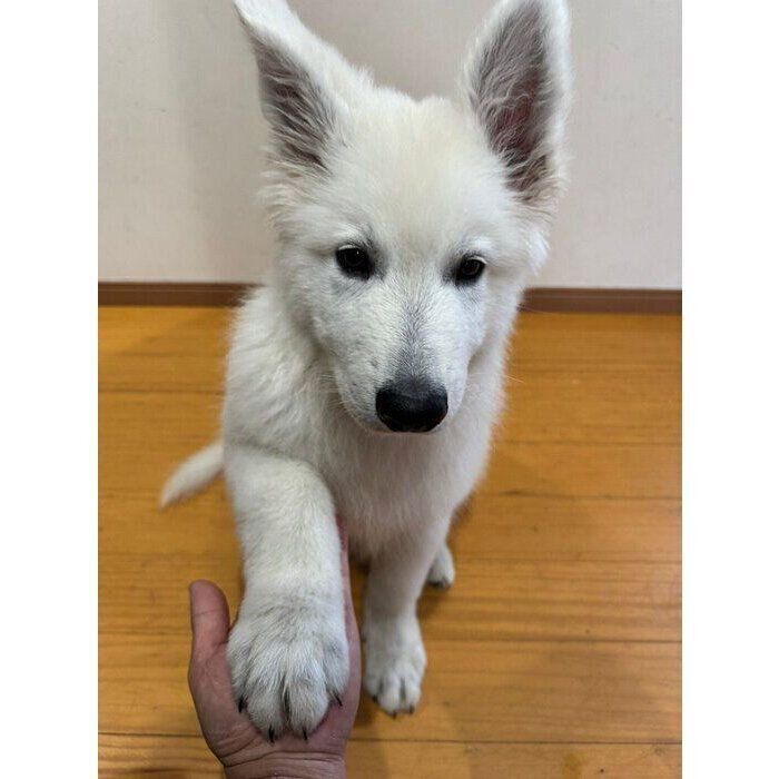 オテの練習をするゼロくん