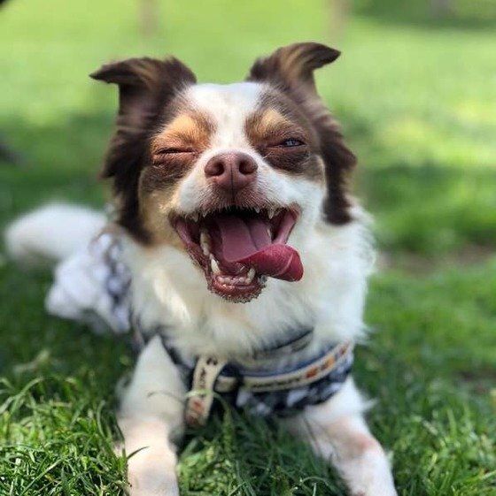 チワワのLOVEくん、最高の笑顔！