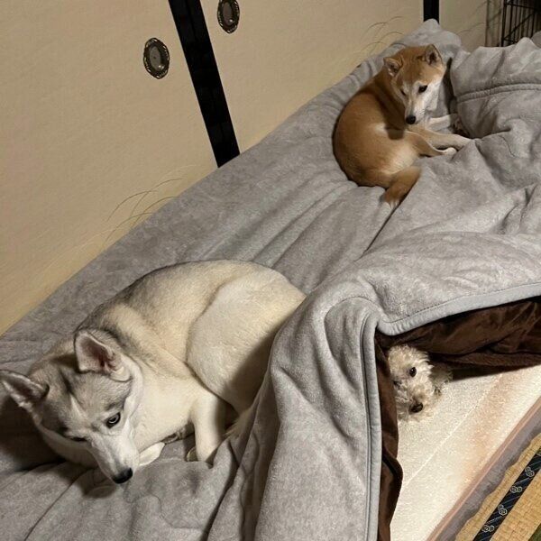 布団を占領するリクくん、リンちゃん、アシㇼちゃん