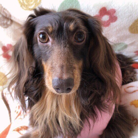 見つめるミニチュア・ダックスフンド