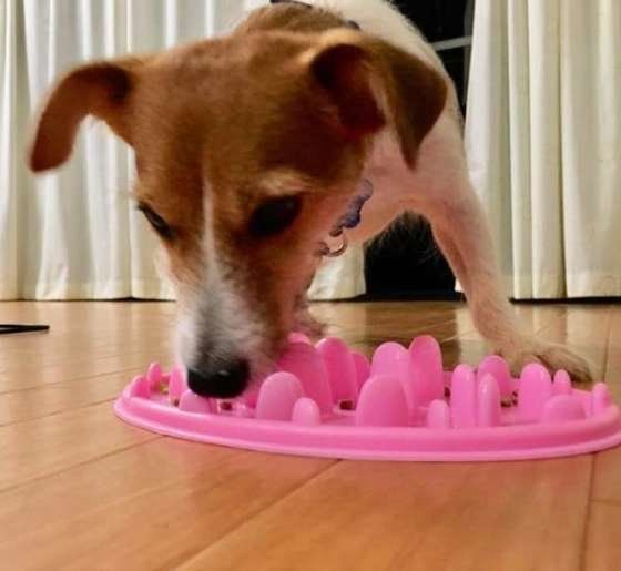 早食い防止食器でごはんを食べるジャックラッセルテリアちゃん