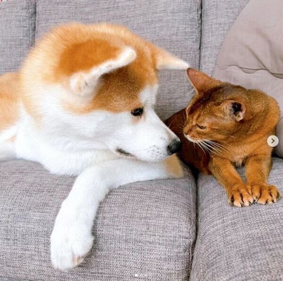 見つめ合うみつきちゃん、ランサーちゃん