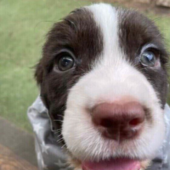 恐怖や緊張を感じている愛犬を安心させるためにできること いぬのきもち