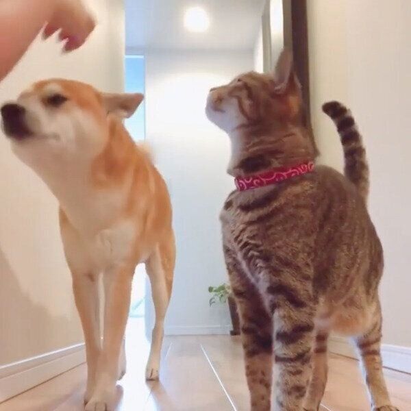 飼い主さんにナデナデしてもらうHaluくん