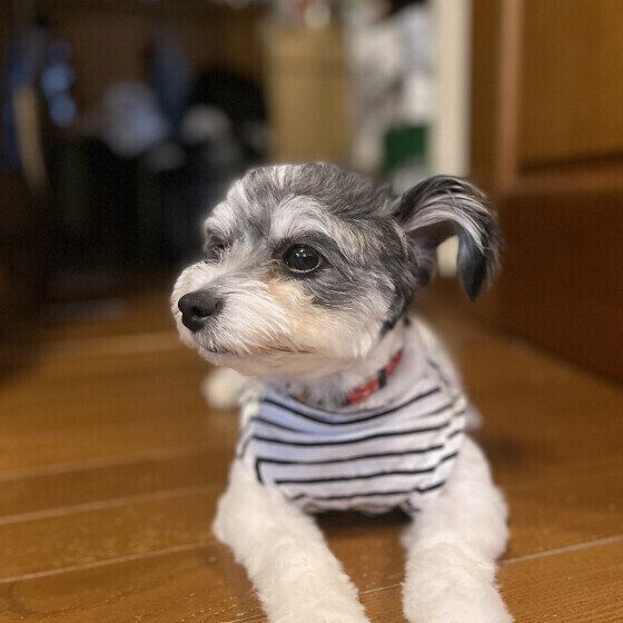 犬が部屋の中で急に走り出すのはなぜ？ 犬が室内を爆走する理由と対処法 いぬのきもち