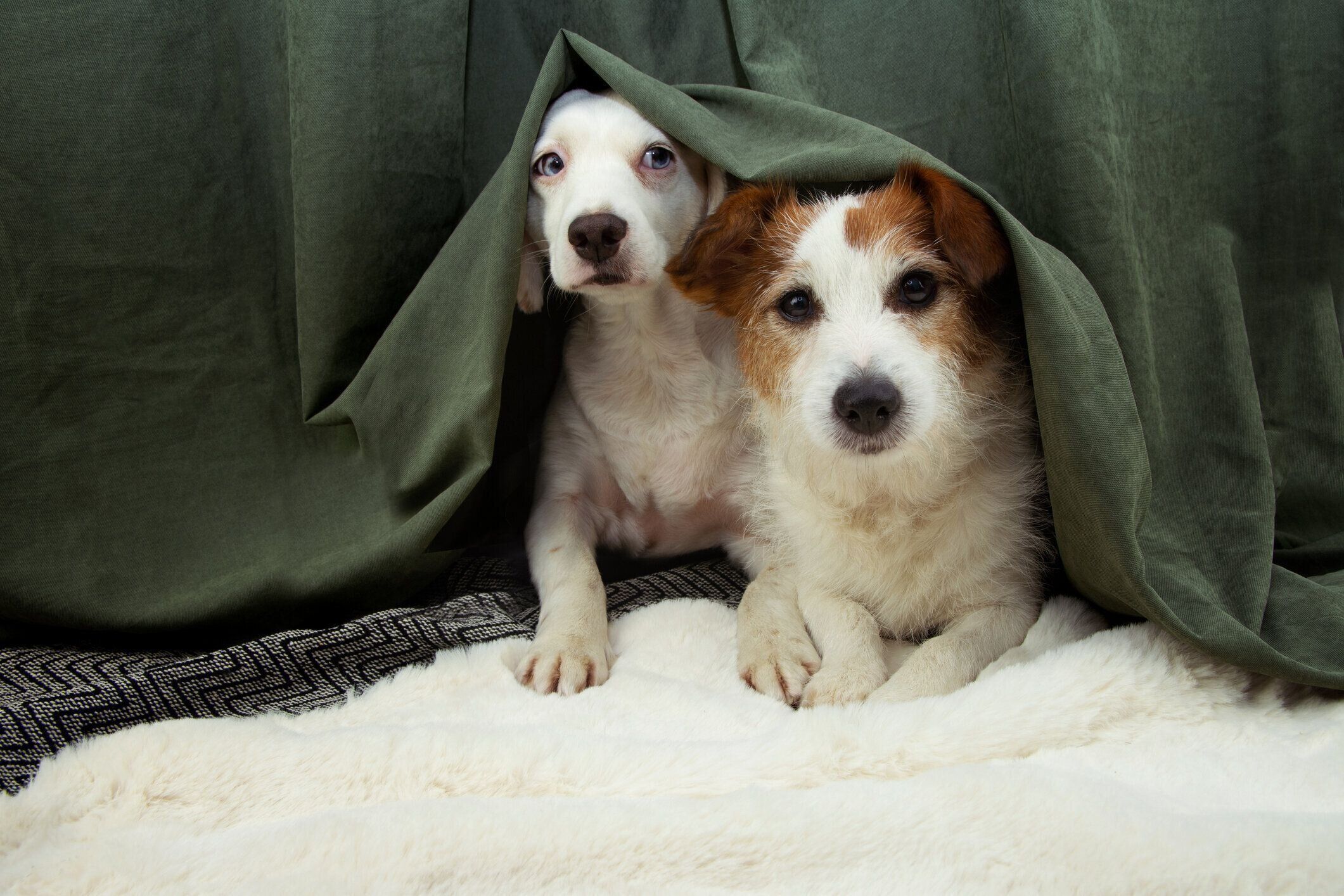 2匹の子犬