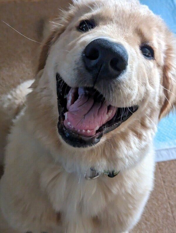 カメラ目線のポムくん